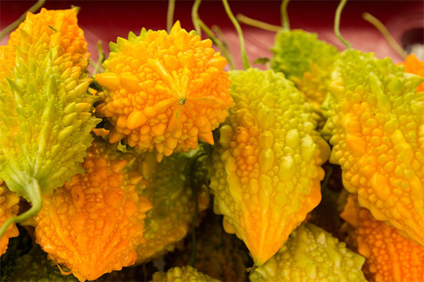 Hvordan velge og lagre momordica