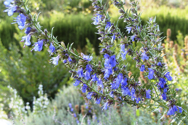 Les propietats curatives de l'herop de l'issop