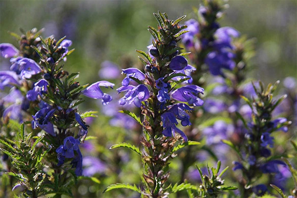 De legende egenskapene til slangehodet