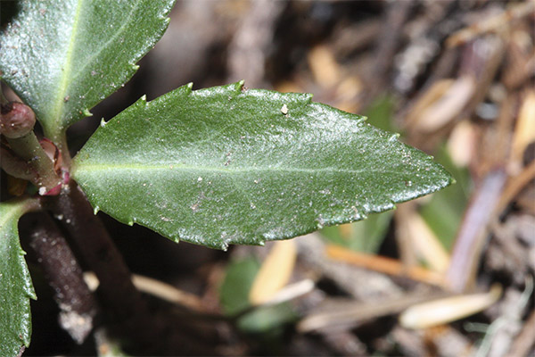Bruken av vinterfisken i kosmetologi