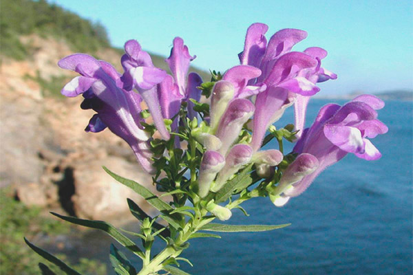 Kontraindikasjoner for bruk av Scutellaria