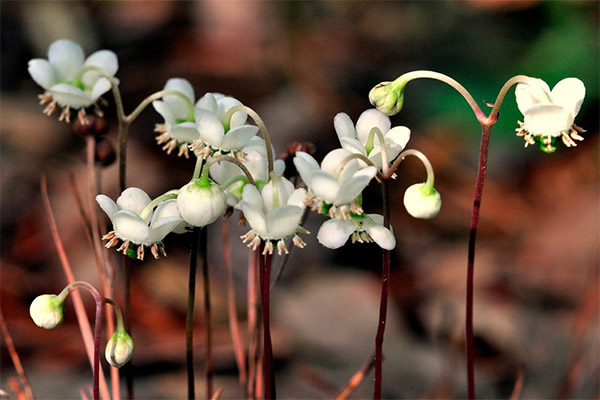 Kontraindikasjoner mot bruk av vinter