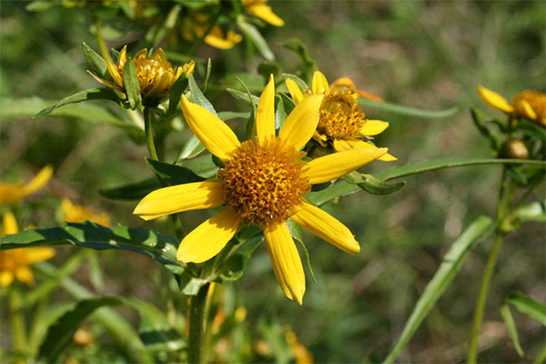 Typer medisinske forbindelser med en serie av