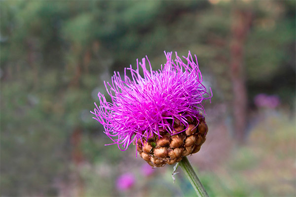 Tipus de compostos curatius amb excrement