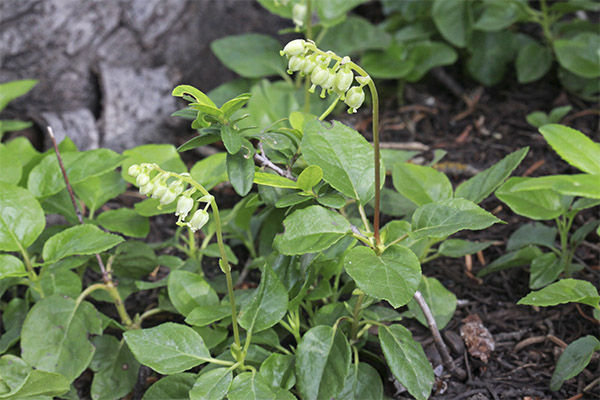 Furu livmor i folkemedisin