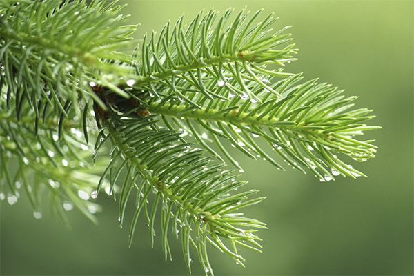 Furu nåler