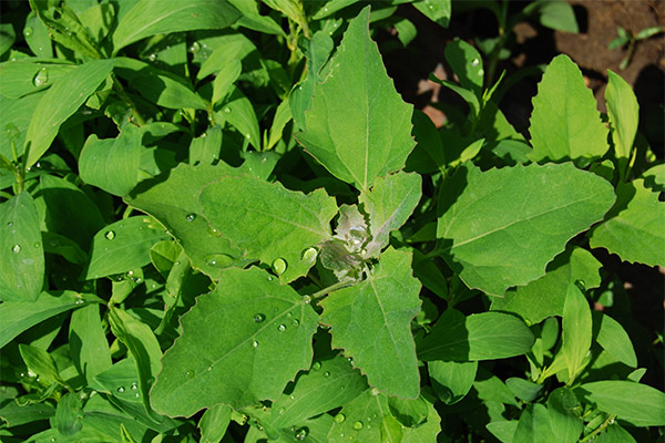 Bruk quinoa i matlagingen