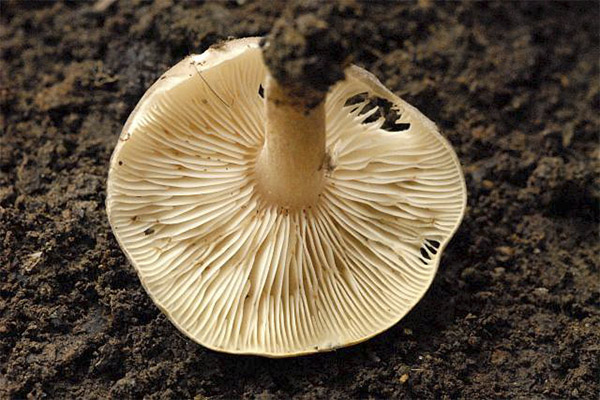 Slik skreller du sopp på rad