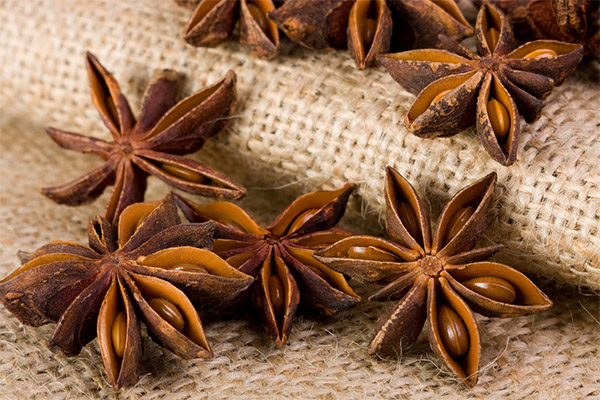 Hvordan velge og lagre stjerneanis