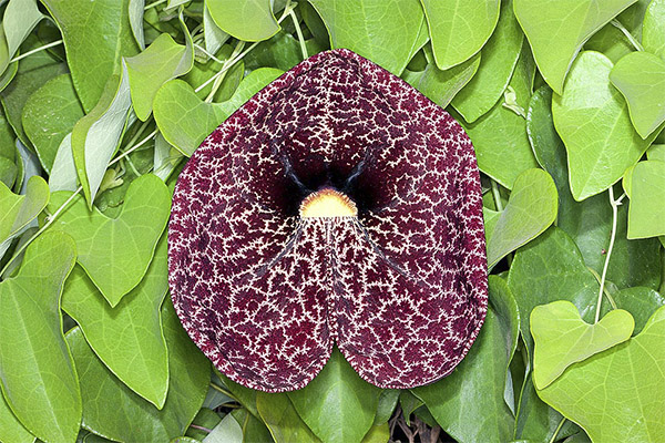 Kirkazon i tradisjonell medisin