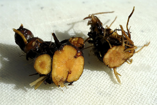 Kalganrot i folkemedisinen