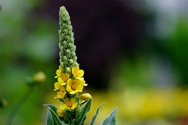mullein