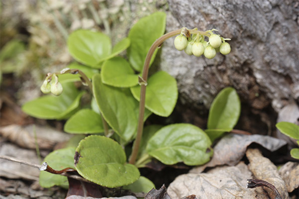 De legende egenskapene til livmoren