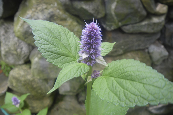 Lofant en cosmetologia