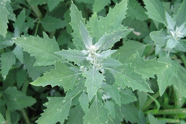 Nyttige egenskaper til quinoaen