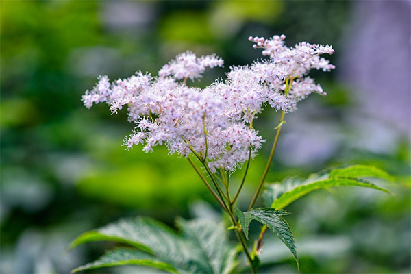 L’ús de la meadowsweet en medicina popular