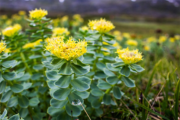 L’ús de la rhodiola en cosmetologia
