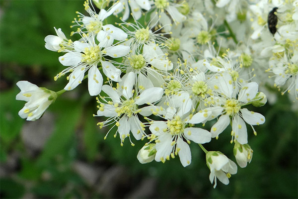 L’ús de la meadowsweet en cosmetologia