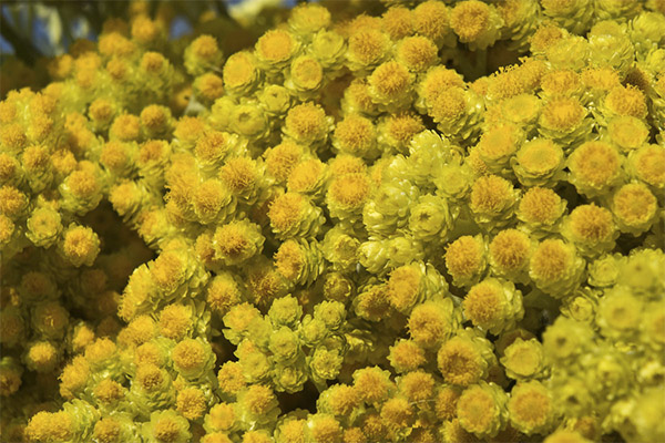 Contraindicacions a l’ús d’immortelle