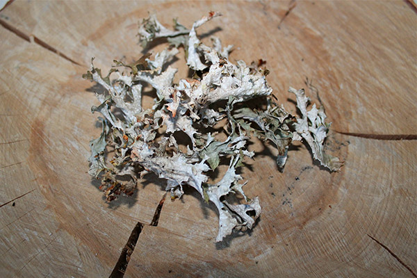 Kontraindikasjoner for bruk av islandsk mose