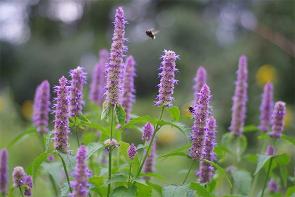 Contraindicacions a l’ús de lofant