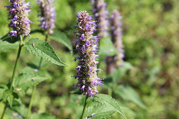 Tipus de formulacions medicinals amb lofant