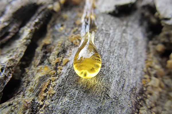 Pi Zhivitsa en medicina popular