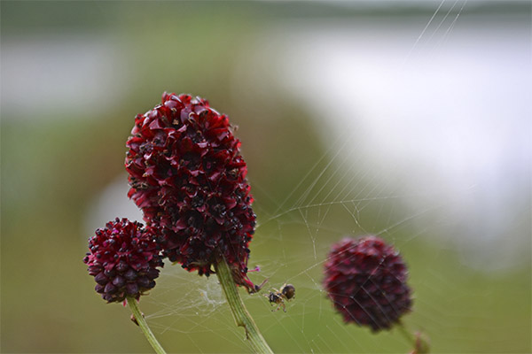 Interessante fakta om Hemophilia