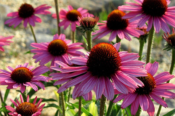 Echinacea innen folkemedisin