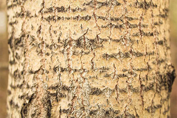 Escorça Aspen en medicina popular