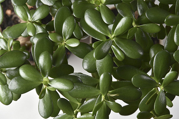 คุณสมบัติการรักษาของต้นไม้เงิน