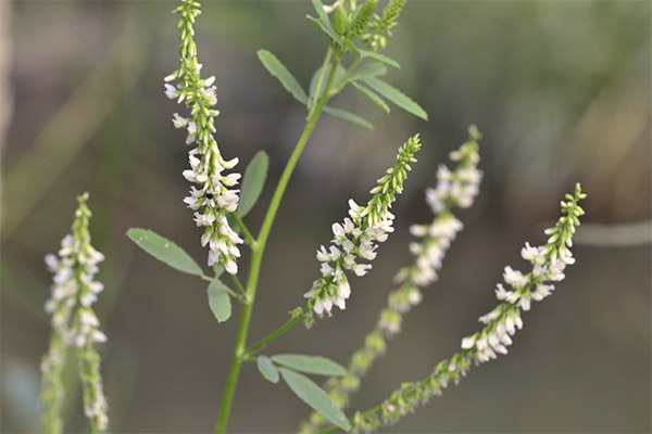 Propietats medicinals del trèvol
