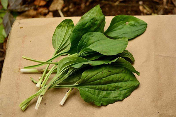 Les propietats curatives del plàtan