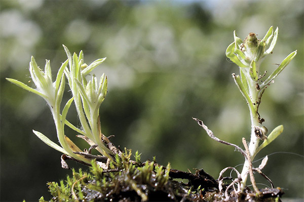 De legende egenskapene til tørket