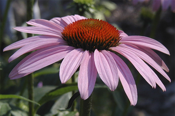 Bruken av echinacea i kosmetologi