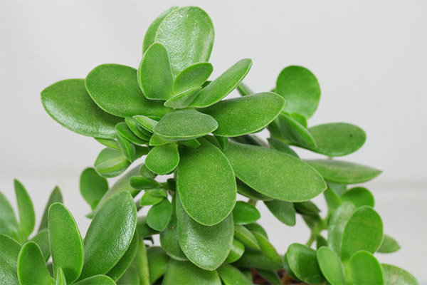 การใช้ไขมันในเครื่องสำอางค์