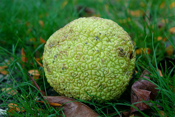 Kontraindikasjoner Adams eple