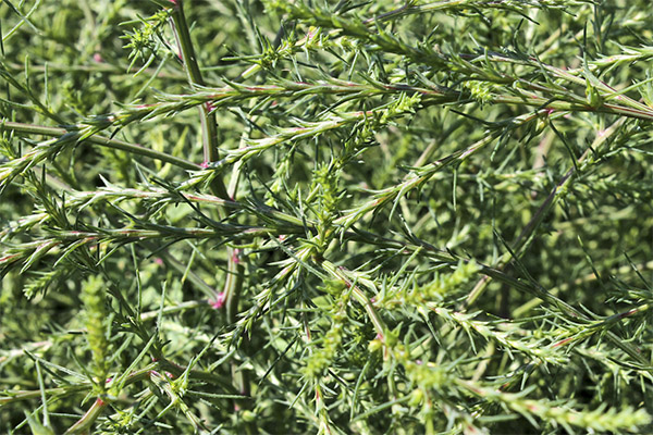 Kontraindikasjoner for bruk av hill hodgepodge