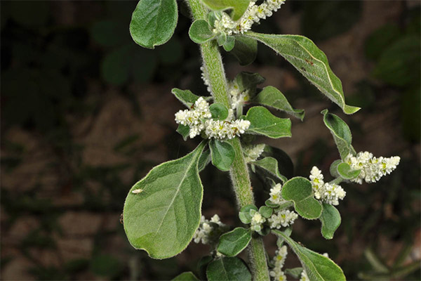 Kontraindikasjoner for bruk av ull erva