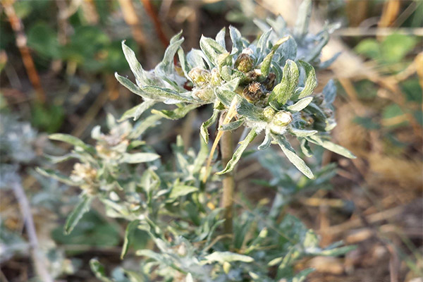 Kontraindikasjoner for bruk av tørket