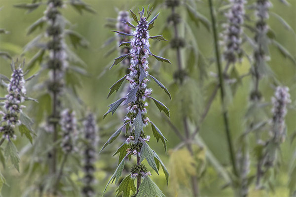 Motherwort ในยาพื้นบ้าน