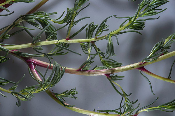 Solyanka bakke i folkemedisin