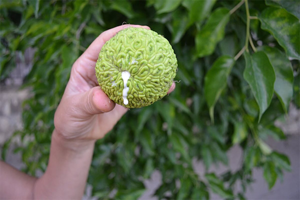 Typer medisinske formuleringer med adam-eple