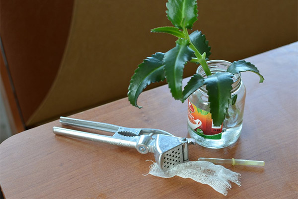 Typer legende forbindelser med Kalanchoe