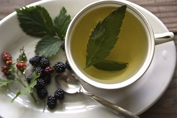 Typer medisinske forbindelser med bjørnebærblader