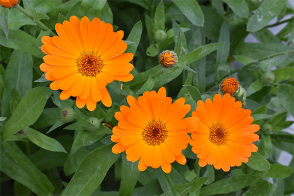 Fets interessants sobre calendula