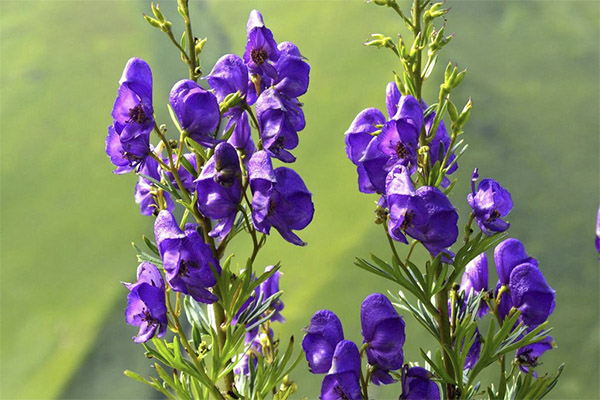 De helbredende egenskapene til aconite