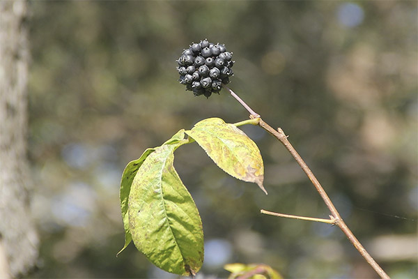 De helbredende egenskapene til Eleutherococcus