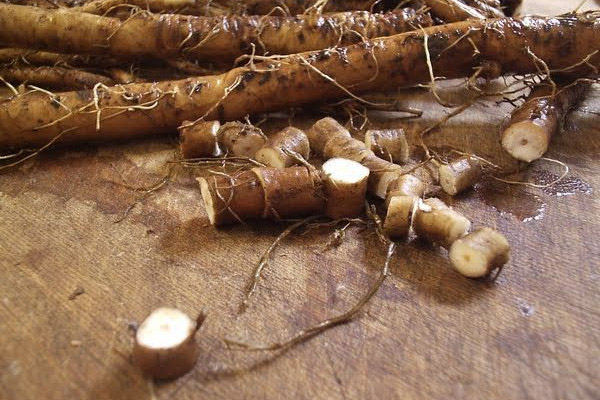 De helbredende egenskapene til løvetannrot