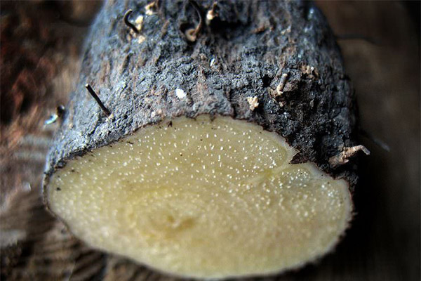 Contraindicacions a l’ús de l’arrel d’Adam